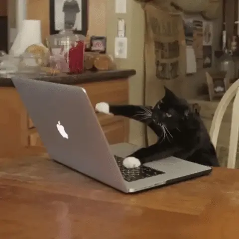 The Secrets to Successful Lead Generation cat typing