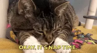 Not this kind of NAP! Cat taking a nap